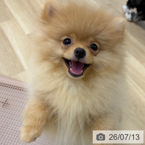 京都府のポメラニアン (ペットプラス 久御山店/2026年4月14日生まれ/男の子/クリーム)の子犬の3枚目の画像