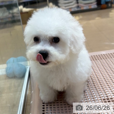 大阪府のビションフリーゼ (ペットプラス イオン大日店/2026年4月16日生まれ/男の子/ホワイト)の子犬の4枚目の画像