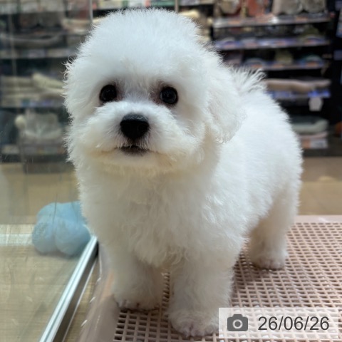 大阪府のビションフリーゼ (ペットプラス イオン大日店/2026年4月16日生まれ/男の子/ホワイト)の子犬の3枚目の画像
