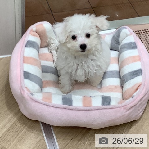 大阪府のビションフリーゼ (ペットプラス 鶴見店/2026年4月16日生まれ/女の子/ホワイト)の子犬の3枚目の画像