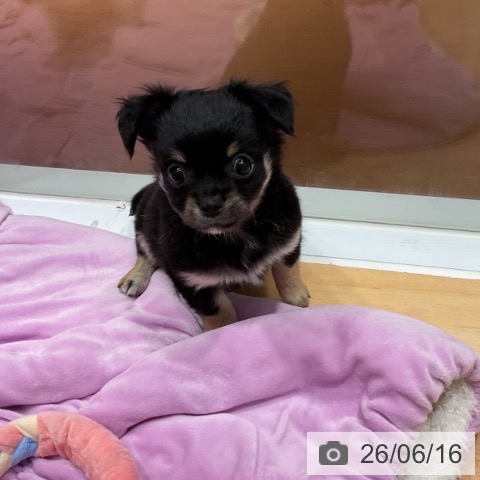 チワワの写真