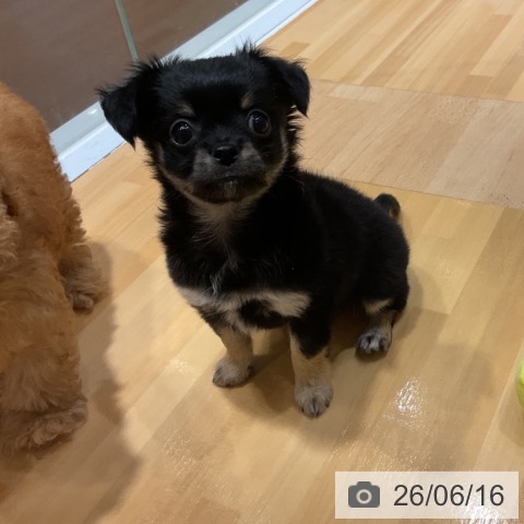 チワワの写真
