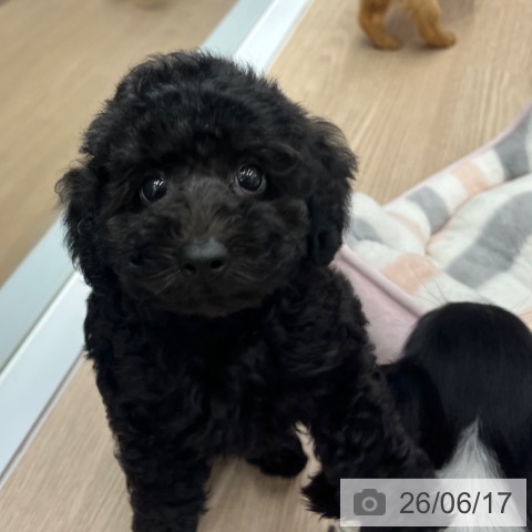 京都府のトイプードル(トイ) (ペットプラス 京都桂川店/2026年4月16日生まれ/男の子/ブラック)の子犬の4枚目の画像