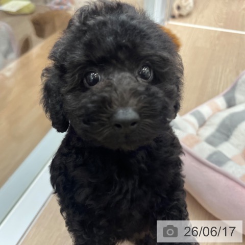 京都府のトイプードル(トイ) (ペットプラス 京都桂川店/2026年4月16日生まれ/男の子/ブラック)の子犬の3枚目の画像