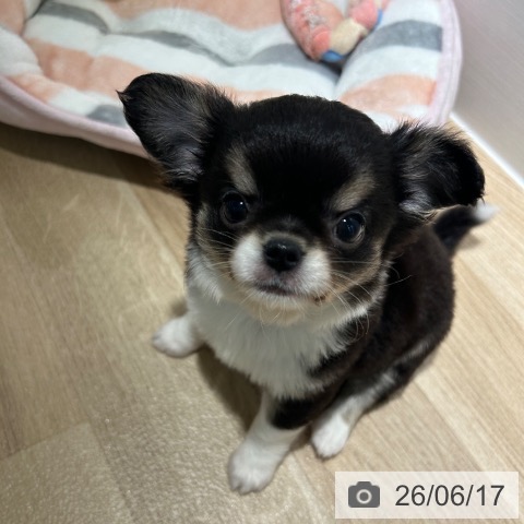 兵庫県のチワワ(ロング) (ペットプラス 神戸三宮店/2026年4月16日生まれ/男の子/ブラックタンホワイト)の子犬の4枚目の画像