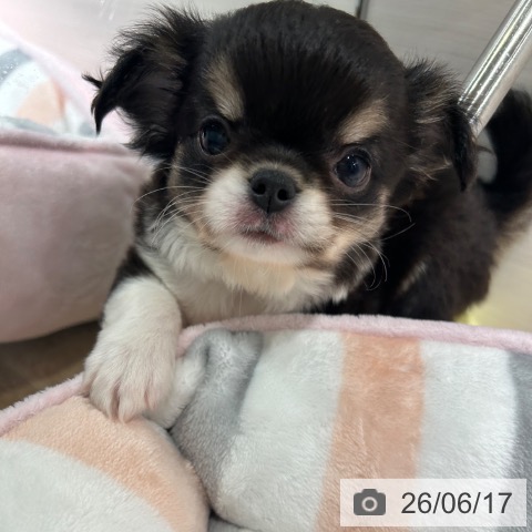 兵庫県のチワワ(ロング) (ペットプラス 神戸三宮店/2026年4月16日生まれ/男の子/ブラックタンホワイト)の子犬の3枚目の画像