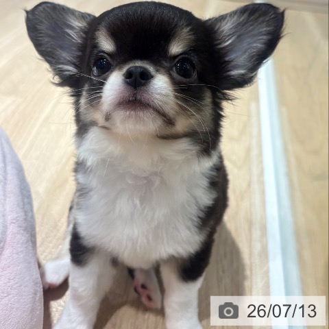 兵庫県のチワワ(ロング) (ペットプラス 神戸三宮店/2026年4月16日生まれ/男の子/ブラックタンホワイト)の子犬の3枚目の画像