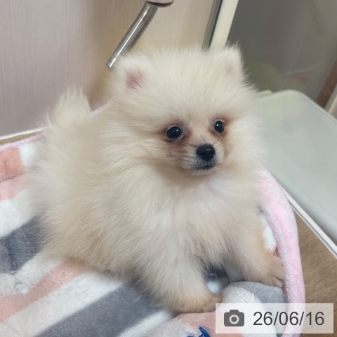 ポメラニアンの写真