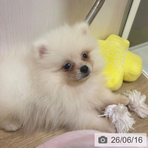 ポメラニアンの写真