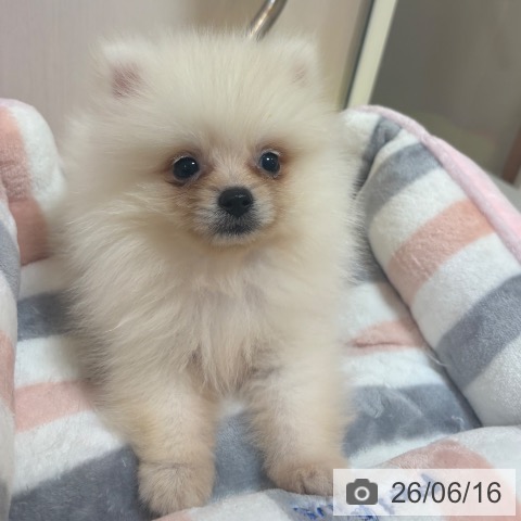 ポメラニアンの写真