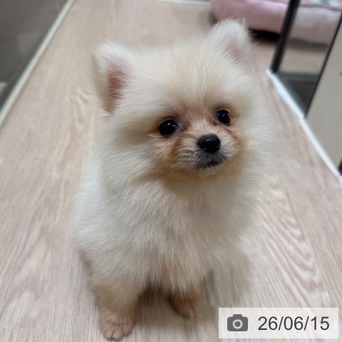 ポメラニアンの写真