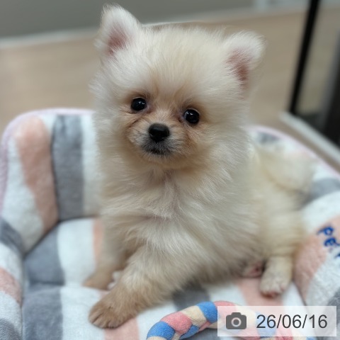 ポメラニアンの写真