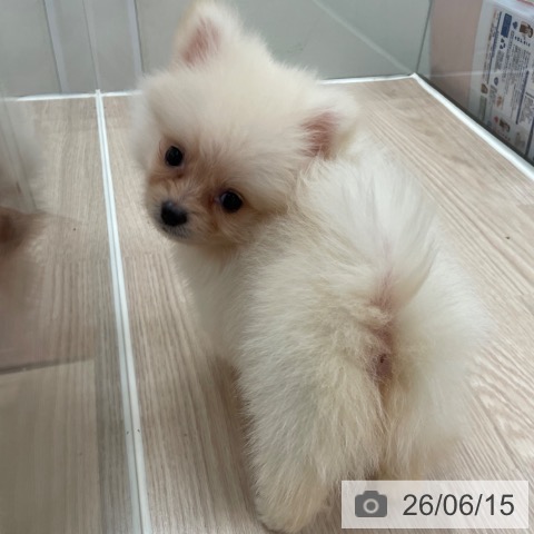 ポメラニアンの写真