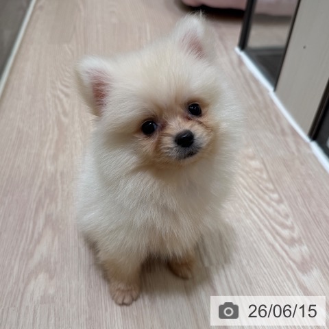 ポメラニアンの写真