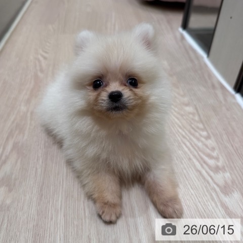 ポメラニアンの写真