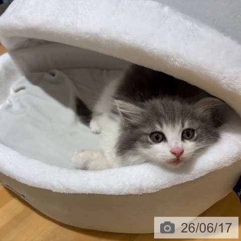 奈良県のノルウェージャンフォレストキャット (ペットプラス 大和郡山店/2026年4月17日生まれ/女の子/ブルータビーホワイト)の子猫の4枚目の画像