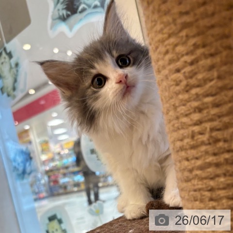 奈良県のノルウェージャンフォレストキャット (ペットプラス 大和郡山店/2026年4月17日生まれ/女の子/ブルータビーホワイト)の子猫の3枚目の画像