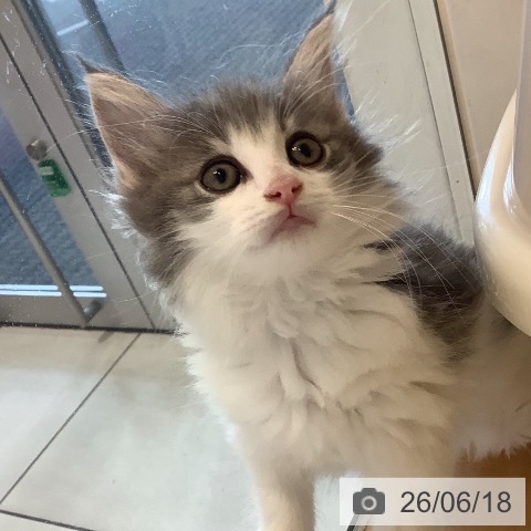 ノルウェージャンフォレストキャットの写真