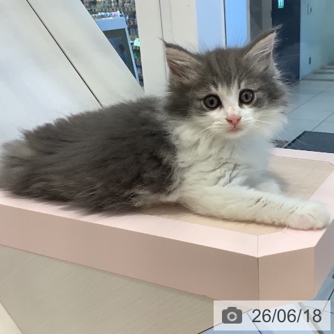 ノルウェージャンフォレストキャットの写真