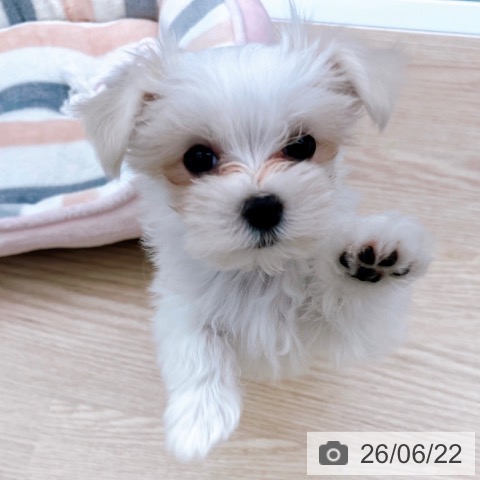 京都府のマルチーズ (ペットプラス 京都桂川店/2026年4月17日生まれ/男の子/ホワイト)の子犬の4枚目の画像