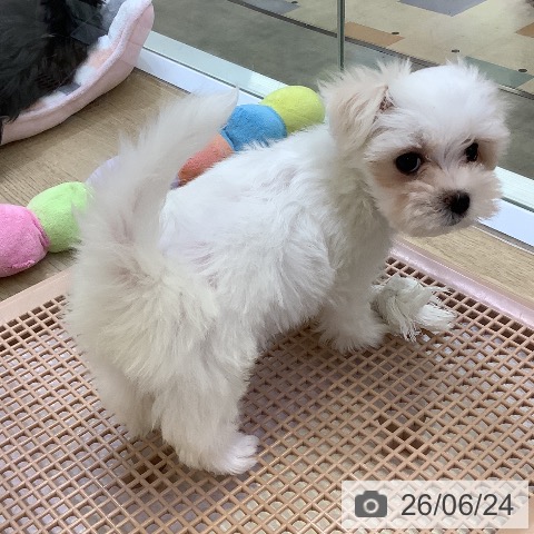マルチーズの写真