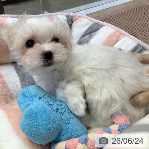 兵庫県のマルチーズ (ペットプラス 明石店/2026年4月17日生まれ/男の子/ホワイト)の子犬の4枚目の画像