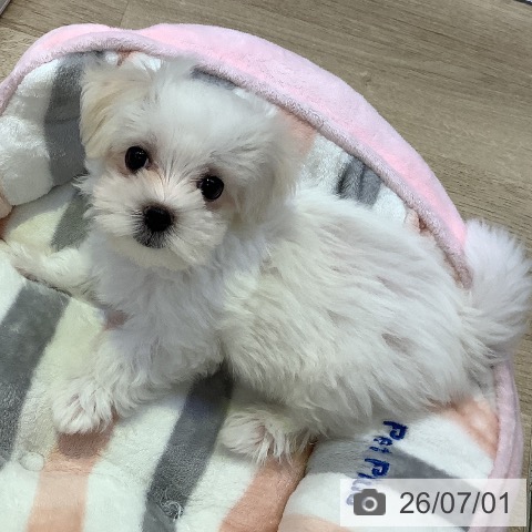 兵庫県のマルチーズ (ペットプラス 明石店/2026年4月17日生まれ/男の子/ホワイト)の子犬の4枚目の画像