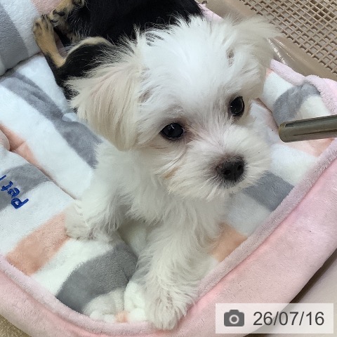 兵庫県のマルチーズ (ペットプラス 明石店/2026年4月17日生まれ/男の子/ホワイト)の子犬の4枚目の画像