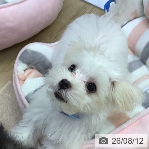 兵庫県のマルチーズ (ペットプラス 明石店/2026年4月17日生まれ/男の子/ホワイト)の子犬の4枚目の画像