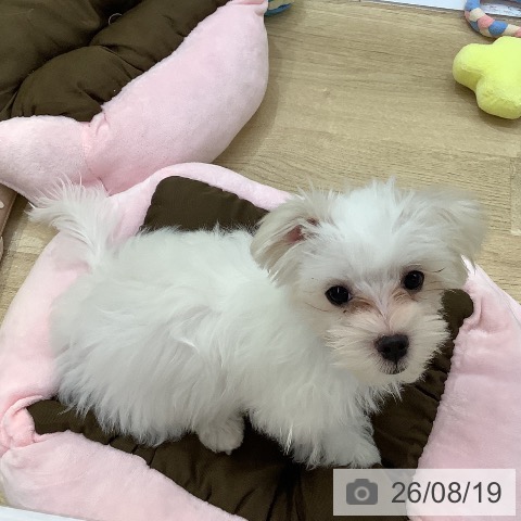 兵庫県のマルチーズ (ペットプラス 明石店/2026年4月17日生まれ/男の子/ホワイト)の子犬の4枚目の画像