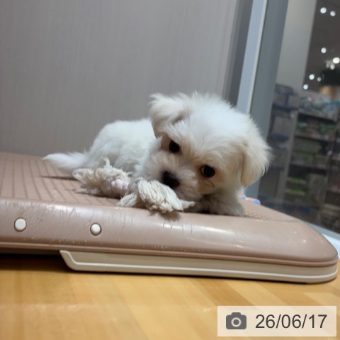 マルチーズの写真