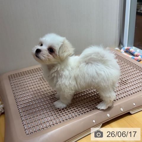 マルチーズの写真