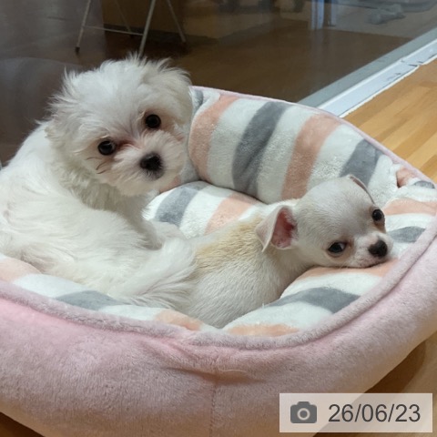 奈良県のマルチーズ (ペットプラス 大和郡山店/2026年4月17日生まれ/男の子/ホワイト)の子犬の4枚目の画像