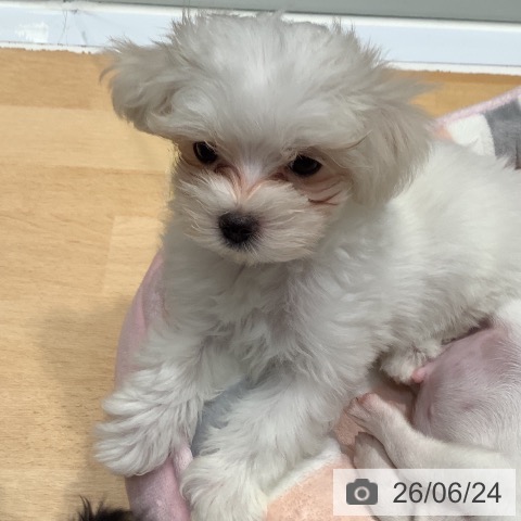 奈良県のマルチーズ (ペットプラス 大和郡山店/2026年4月17日生まれ/男の子/ホワイト)の子犬の3枚目の画像