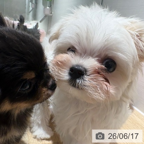 マルチーズの写真