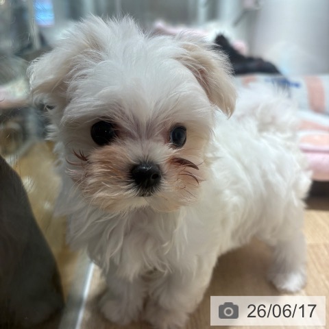 マルチーズの写真