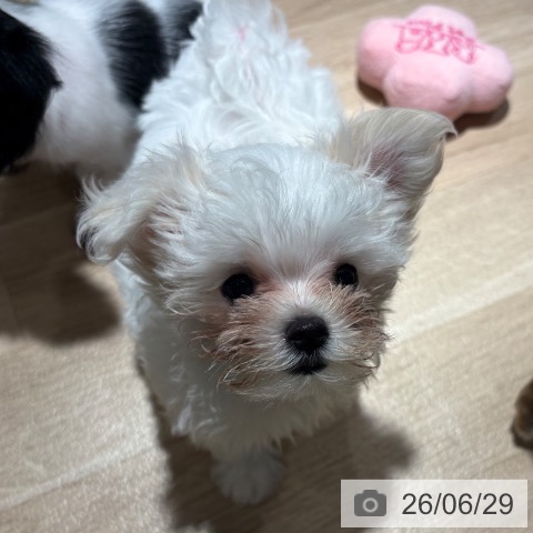 兵庫県のマルチーズ (ペットプラス 神戸三宮店/2026年4月14日生まれ/男の子/ホワイト)の子犬の4枚目の画像