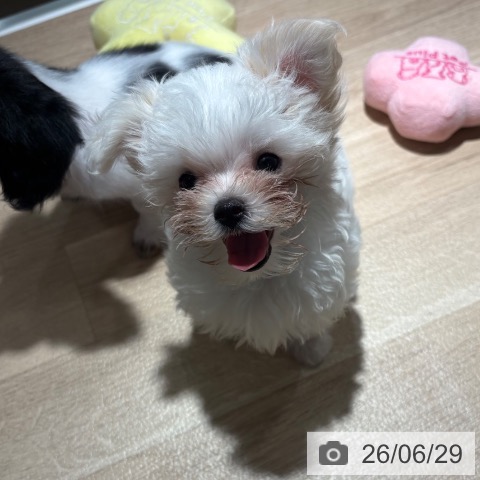 兵庫県のマルチーズ (ペットプラス 神戸三宮店/2026年4月14日生まれ/男の子/ホワイト)の子犬の3枚目の画像
