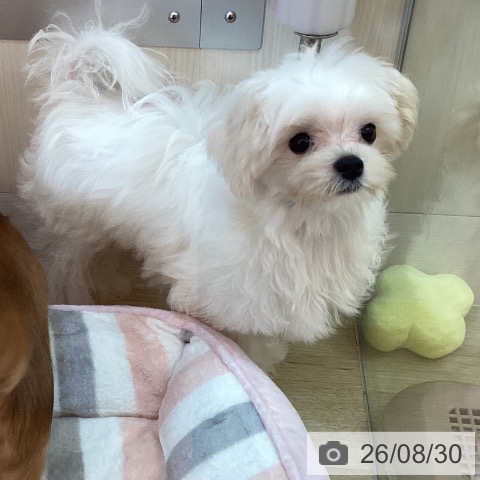 兵庫県のマルチーズ (ペットプラス 姫路大津店/2026年4月14日生まれ/男の子/ホワイト)の子犬の3枚目の画像