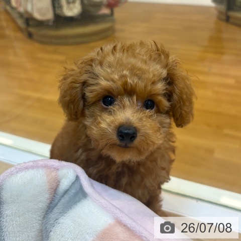京都府のトイプードル(トイ) (ペットプラス イオンモールKYOTO店/2026年4月17日生まれ/男の子/レッド)の子犬の4枚目の画像
