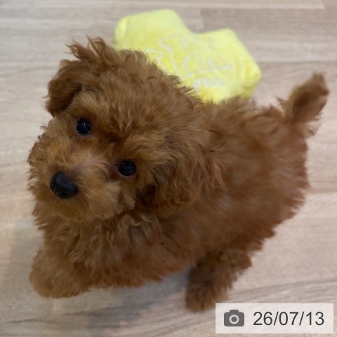 京都府のトイプードル(トイ) (ペットプラス イオンモールKYOTO店/2026年4月17日生まれ/男の子/レッド)の子犬の4枚目の画像