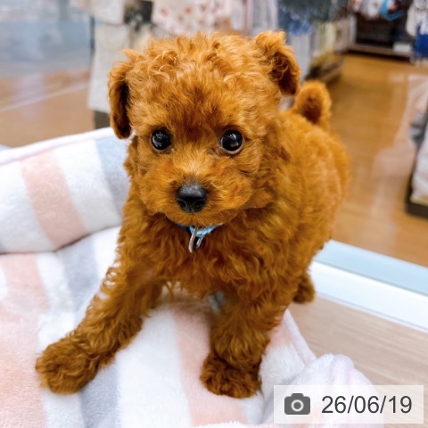 京都府のトイプードル(トイ) (ペットプラス 京都桂川店/2026年4月17日生まれ/男の子/レッド)の子犬の4枚目の画像