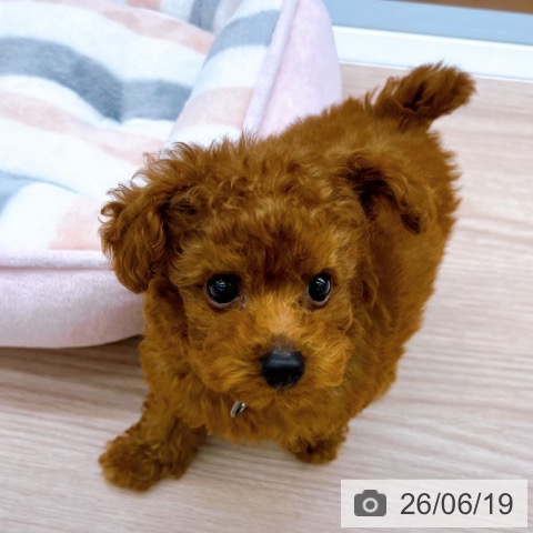 京都府のトイプードル(トイ) (ペットプラス 京都桂川店/2026年4月17日生まれ/男の子/レッド)の子犬の3枚目の画像