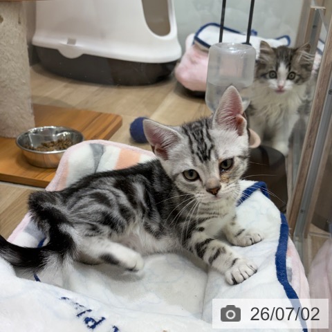 大阪府のアメリカンショートヘアー (ペットプラス イオン大日店/2026年4月17日生まれ/男の子/シルバータビー)の子猫の3枚目の画像
