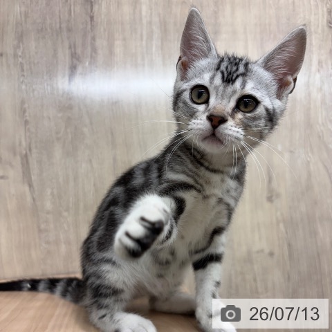 大阪府のアメリカンショートヘアー (ペットプラス イオン大日店/2026年4月17日生まれ/男の子/シルバータビー)の子猫の3枚目の画像