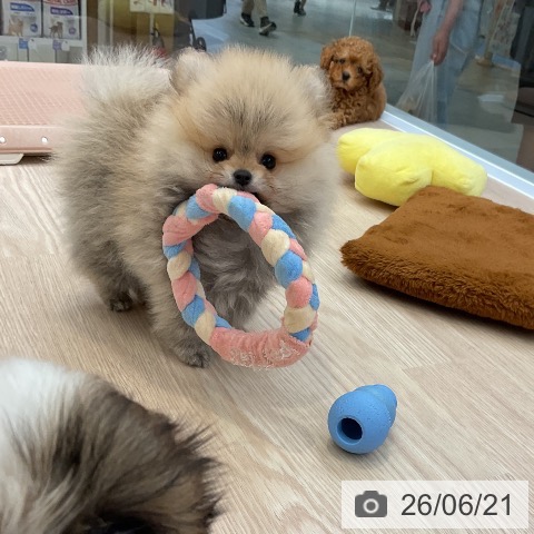大阪府のポメラニアン (ペットプラス ららぽーと和泉店/2026年4月16日生まれ/男の子/オレンジ)の子犬の4枚目の画像
