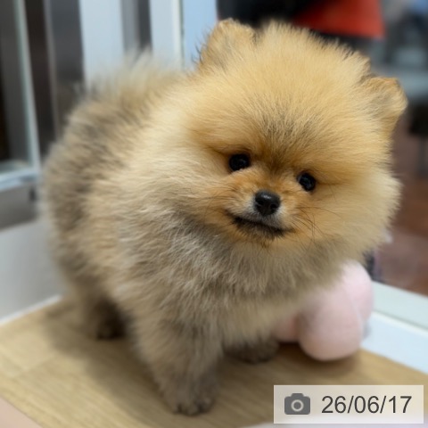 ポメラニアンの写真