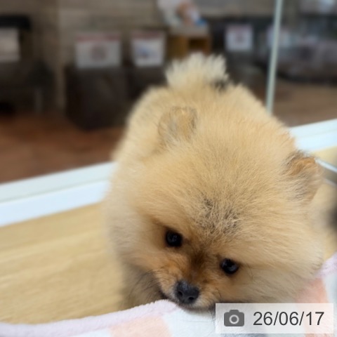 ポメラニアンの写真