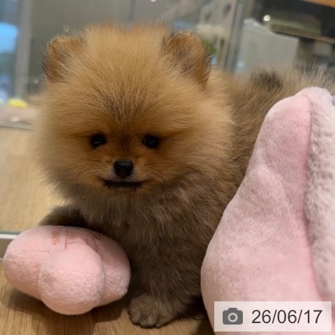 ポメラニアンの写真