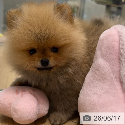 ポメラニアンの写真